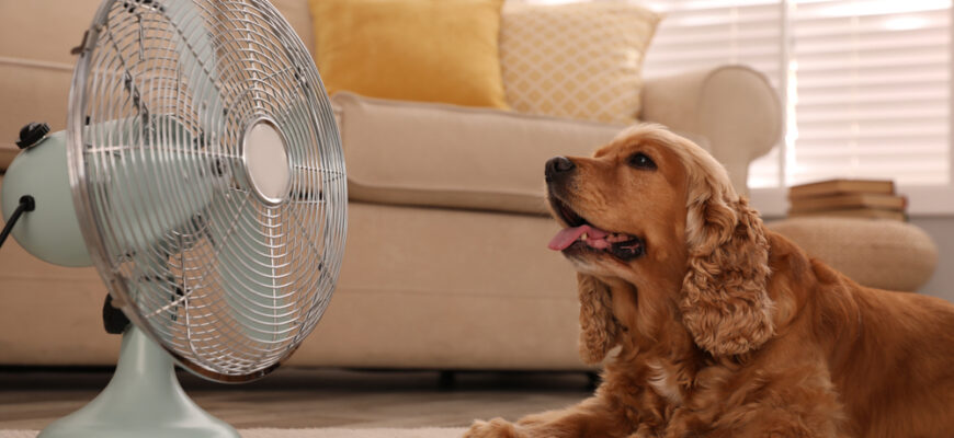 English,Cocker,Spaniel,Enjoying,Air,Flow,From,Fan,On,Floor